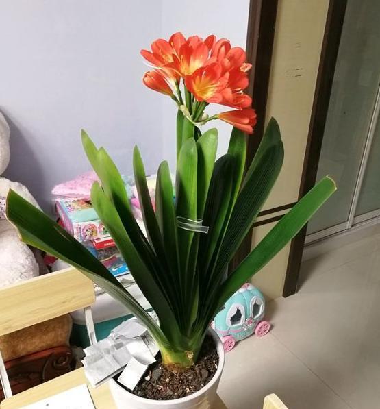 君子蘭適不適合屬火的人養,君子蘭風水作用有哪些