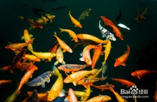 天生五行缺水家裡養幾條魚最好,五行缺水而l且屬水的人養幾條金魚好