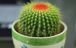 屬虎的能養金虎仙人球嗎,虎頭仙人球,家裡能養活嗎?