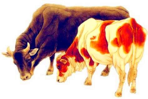 屬牛缺火錢包顏色,屬牛最忌諱的顏色是什麼?