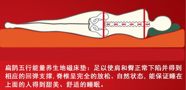 扁鵲五行能量地磁床墊簡介,內徑記載心對應器官舌,五行屬火,味為苦,色為赤,怎麼有養生書