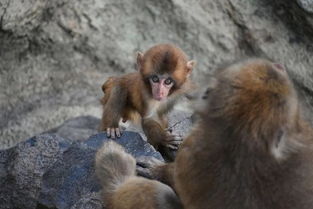 1992屬猴劍鋒金命男,92年劍鋒金八字和運勢