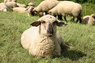 屬羊男孩叫張金什麼好聽,我生了兒子叫張金什麼好聽