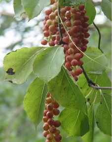 五味子樹五行屬火嗎,秋天是屬於五行之一