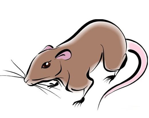 屬鼠五月的是火命嗎,什麼時候出生是火命