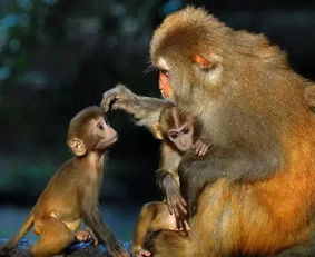 屬猴火命養幾隻魚,我屬猴的,應該養多少條魚,怎麼搭配?