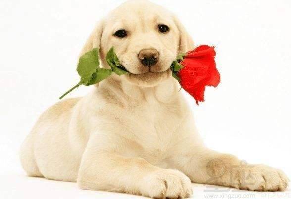 戍狗屬金的人適合什麼首飾,請問屬狗應該戴什麼飾物才會旺?