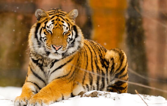 86屬虎火虎取什麼名字好男,父親姓韋,虎年男孩五行屬水,屬火,起什麼名字好