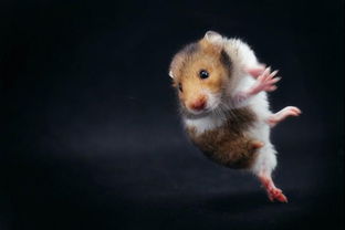 1984屬鼠適合帶玉還是金,1984年11月23日出生,本命年,要佩帶什麼和做什麼呢?