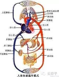肝屬君火還是相火,什麼是人體的「壯火少火君火及相火」?