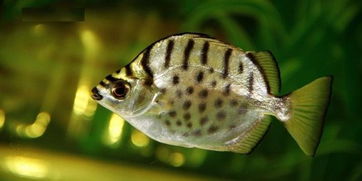 金鼓魚屬溫水魚嗎,金鼓魚可以淡水養殖嗎