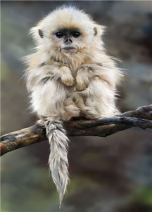 屬金的是哪些份的,金木水火土的具體年份是什麼