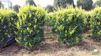 金森女貞屬什麼植物,金森女貞的介紹