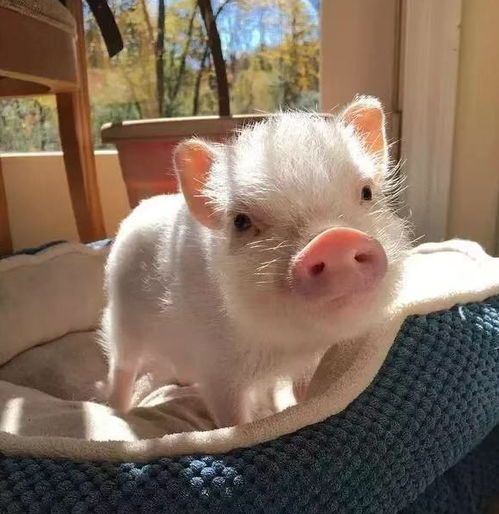 金豬適合屬土的樓層嗎,十二生肖各屬相如何選擇樓層?