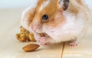 金命屬鼠可以帶金蟾嗎,93年劍鋒金命又叫水雞之命,到底是屬金命還是水命