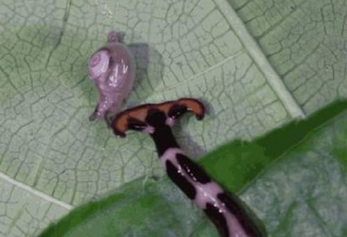 屬一條金線的動物,背上有一條金線的蜥蜴是什麼品種