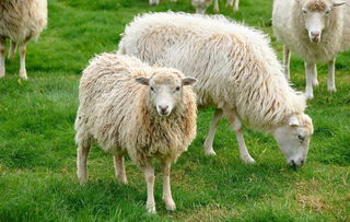 屬羊金命住十六樓,16層小高層3樓好嗎1