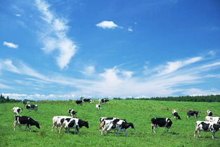 畜牧業五行屬什麼土,五行屬金和屬土的有哪幾種行業?