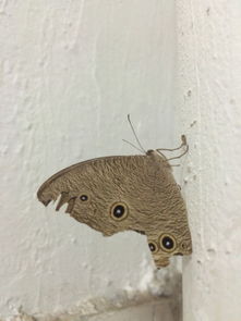 三火三土一木一水是屬什麼,1981年5月16日11