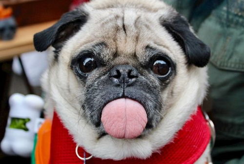 金狗的喜神屬什麼,關於命理的一個問題?