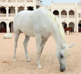 屬馬喜水木的名字,白姓,男孩,屬馬,五行缺水,喜有木忌水土多,請取個有寓意的好