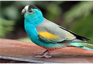 金肩鸚鵡屬分布區域,金剛鸚鵡詳細的資料