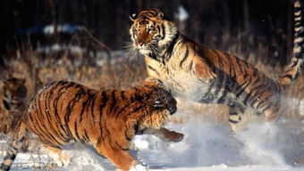 虎屬虎的可以帶750的金嗎,屬虎的人能帶黃金玉佛嗎