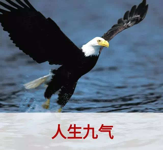 兔子屬水鷹醬屬火,十二生肖號碼金木水火土各是哪個