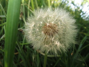 金命做屬什麼的好,金命人適合什麼職業