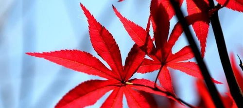 七七五行屬土還是火,金木水火土查詢1.陰曆1977年12月16日凌晨3點多出生的是哪愛問知識