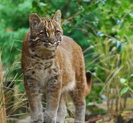 3.屬於亞洲金貓屬的是,金貓的特徵是什麼