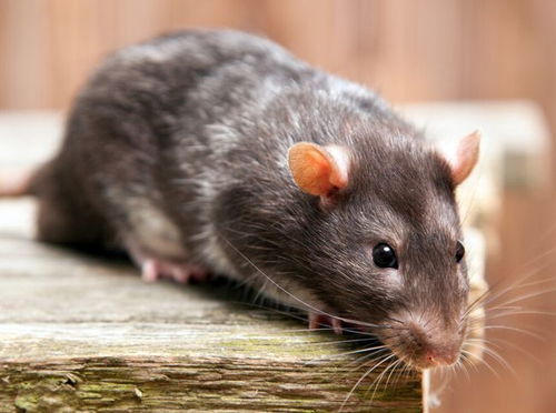 五行缺火的屬鼠人家裡能養黑狗嗎,養黑狗對風水好嗎