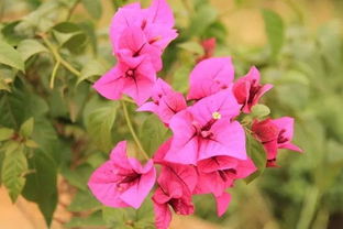 屬金豬養三角梅好不好,家庭種植三角梅有什麼風水作用?