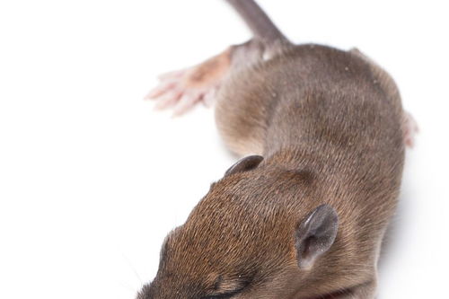 84屬鼠缺金的人能用紅色嗎,屬鼠的適合什麼顏色