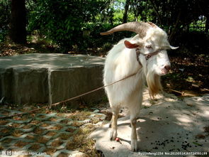 屬羊的千金大小姐,四大美女,是什麼生肖,請老師幫我看看