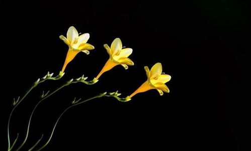 屬水喜金適合的屏保,87年屬兔喜用神水 金,適合佩戴什麼飾品?水晶?