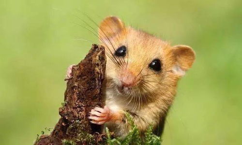 屬鼠五月絕火月怎樣破解,1996男屬鼠幾月犯月