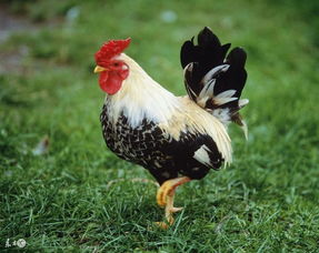 93雞屬金適合什麼顏色,屬雞人的永久幸運顏色是什麼?