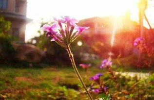 女孩屬龍卻火取名大全？,女孩姓林缺.火.缺.金.叫什麼好