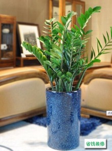 寅虎屬金家裡擺放什麼植物比較好,屬虎人家裡擺放什麼植物好