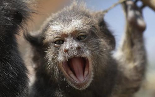 屬猴命里缺火適合佩戴什麼,屬猴人最適合佩戴什麼飾品