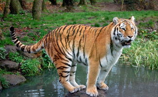 屬虎的火命適合綠幽靈嗎,鈦晶和綠幽靈哪個更適合86年生肖虎佩戴?