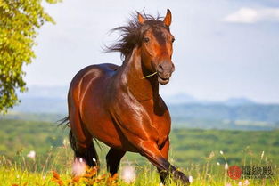 戊午屬馬地支午火,請教大師們一個特殊的八字女命:陽歷1990年6月22日午時