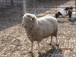 砂石金命屬羊男孩起名,砂石金命的男孩請高人幫忙取名