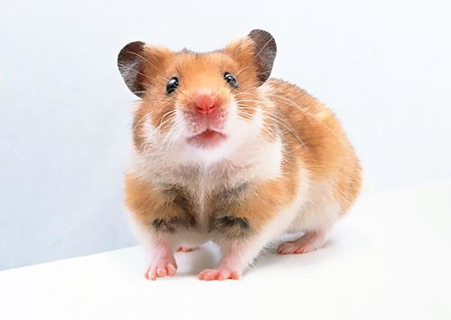 本命屬鼠能戴金鼠嗎,誰知道屬兔明年本命年的運程是好還是壞?