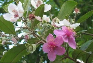 桃金娘屬精油明細,誰能介紹一下桃金娘精油