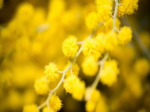 屬火木正值金打一數字,查金木水火土有什麼數字