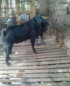 狗寶寶能用的屬金的字,五行屬性為「金」的字有哪些?