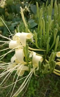 五行屬金又帶火的花有哪些,五行屬金的人養什麼植物利財