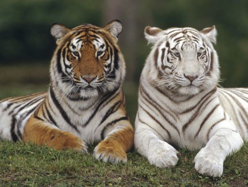 98屬虎缺金戴什麼首飾,五行缺金戴什麼首飾